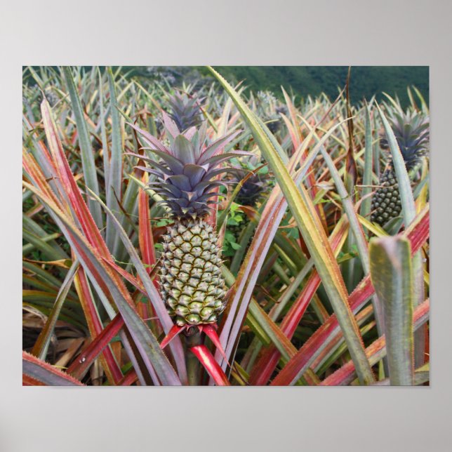 Pineapple, Pineapple Field, Photography Poster (Front)