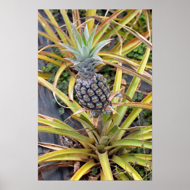 Pineapple Plant Poster (Front)