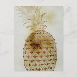 Pineapple Postcard