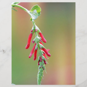 Pineapple Sage Bloom