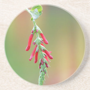 Pineapple Sage Bloom Coaster