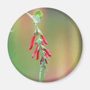 Pineapple Sage Bloom Magnet