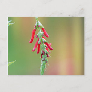 Pineapple Sage Bloom Postcard