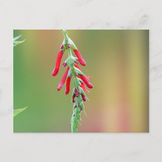 Pineapple Sage Bloom Postcard (Front)