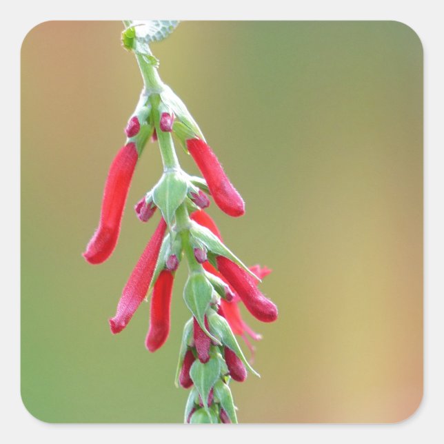 Pineapple Sage Bloom Square Sticker (Front)