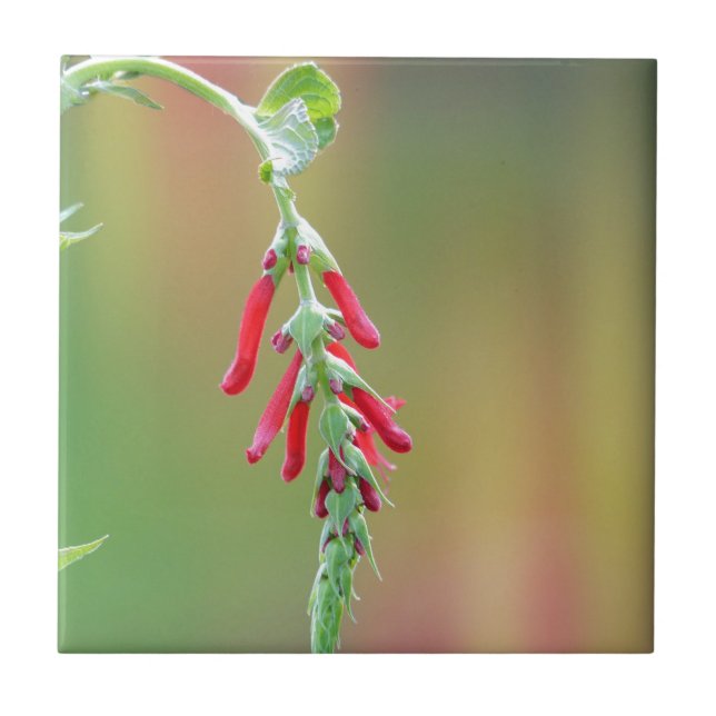 Pineapple Sage Bloom Tile (Front)