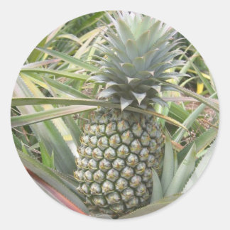 Pineapple Sticker