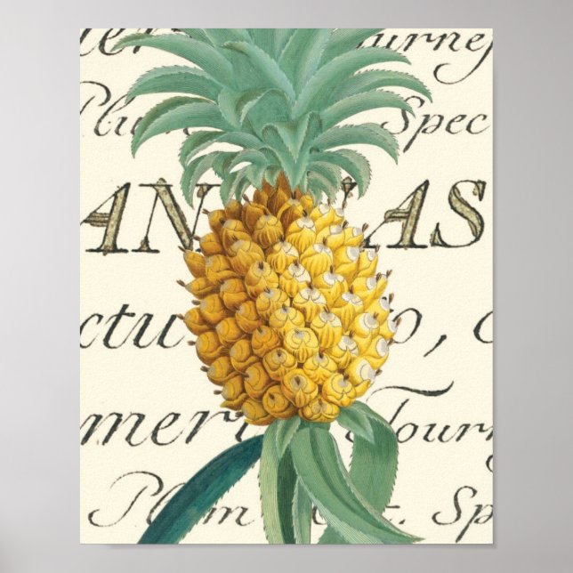 Pineapple with calligraphic detail poster (Front)