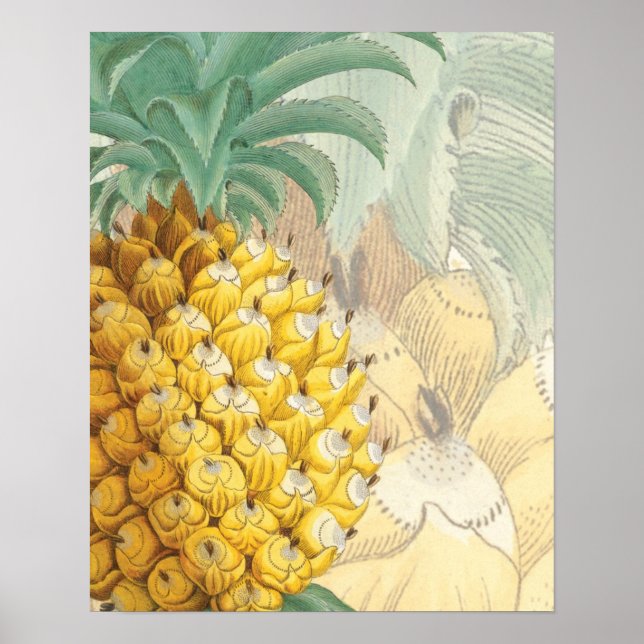 Pineapple with enlargement poster (Front)