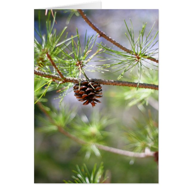 Pinecone - Blank (Front)