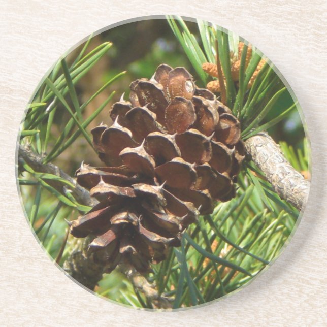 Pinecone in the sun. coaster (Front)