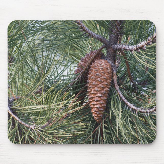 Pinecone on the pine tree mouse pad (Front)