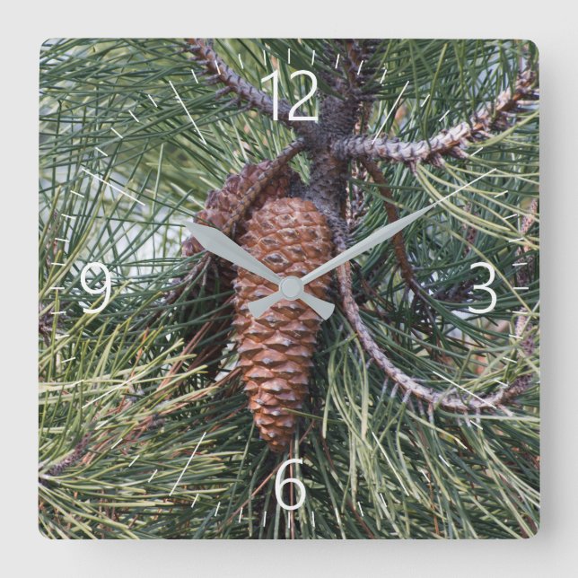 Pinecone on the pine tree square wall clock (Front)