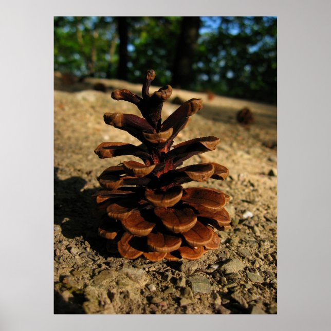 pinecone poster (Front)