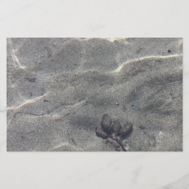 Pinecones in Water (Front)