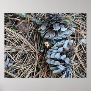Pinecones Photo Poster
