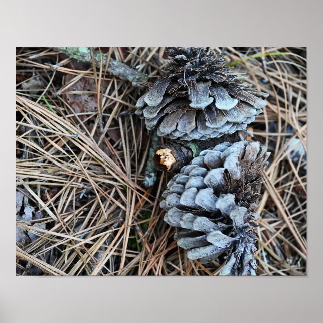 Pinecones Photo Poster (Front)