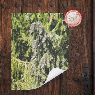 Pinecones Poster