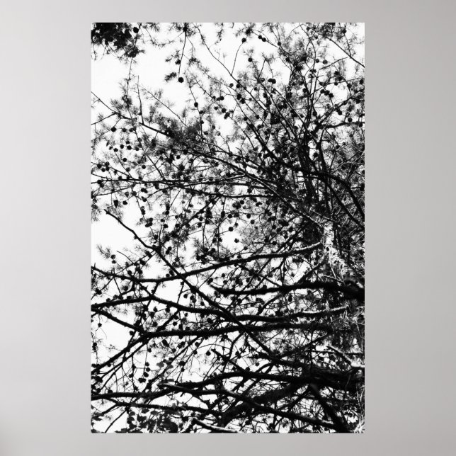 PineCones Poster (Front)