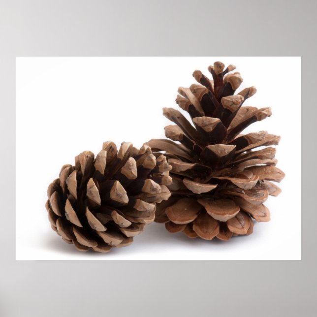 Pinecones Poster (Front)