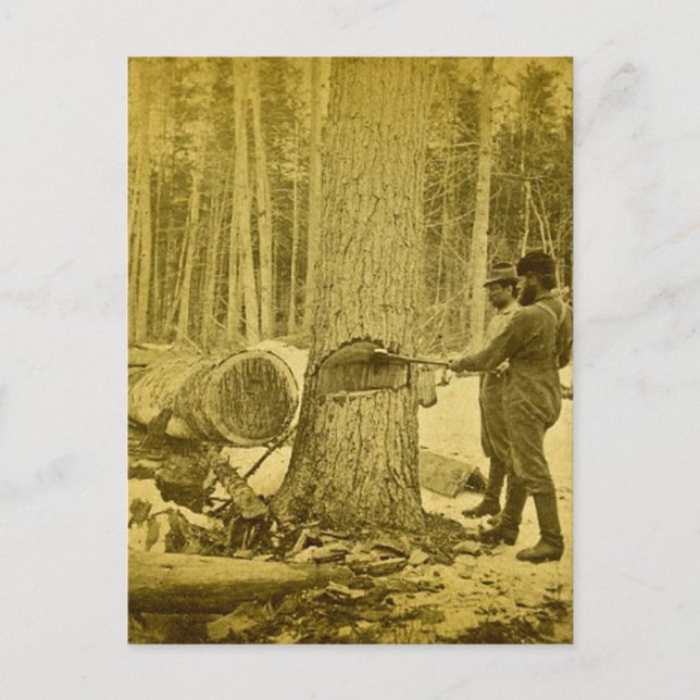 Pineries of Michigan Goodridge Brothers Saginaw MI Postcard (Front)