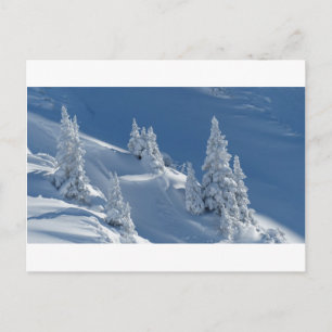 Pines Covered with Snow Postcard