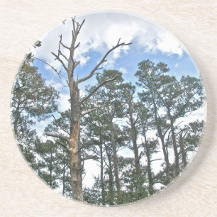 Pines on Beach Nature Trail OBX NC Coaster