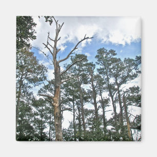 Pines on Beach Nature Trail OBX NC Magnet
