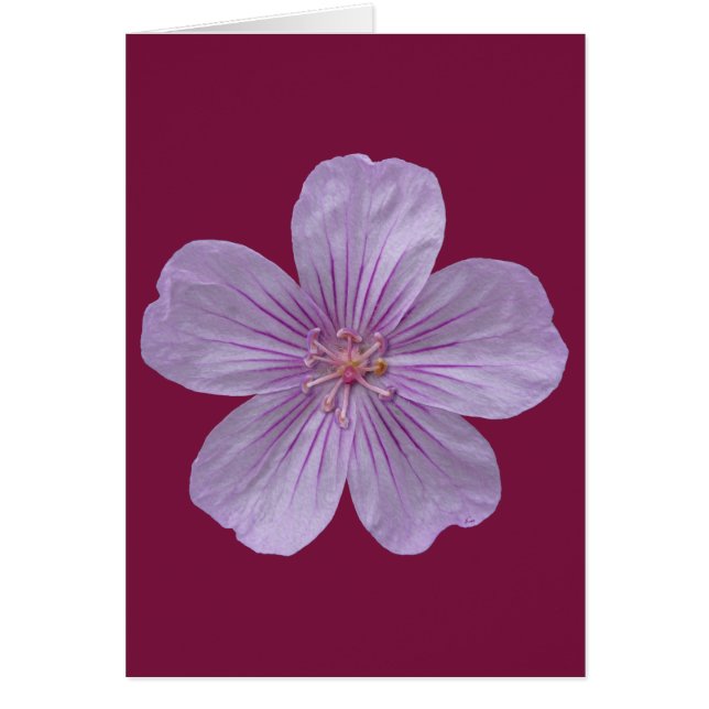 Pineywoods Geranium #1 (Front)