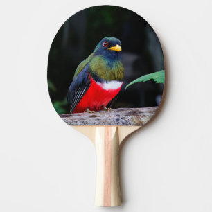 Ping Pong Paddle Colorful Bird Perched