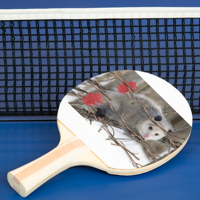 Ping Pong Paddle Opossum Nature  (Insitu)