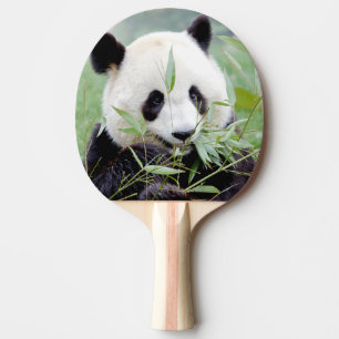 ping pong paddle Photo giant panda , animals.