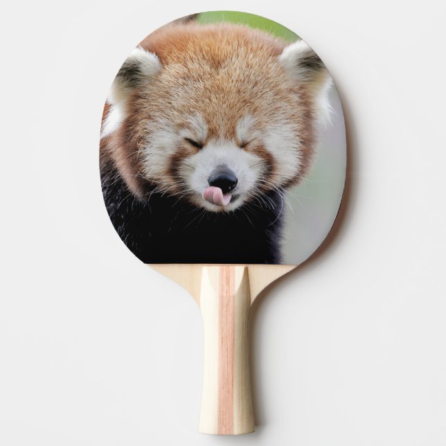 ping pong paddle Photo red panda , animals. (Front)
