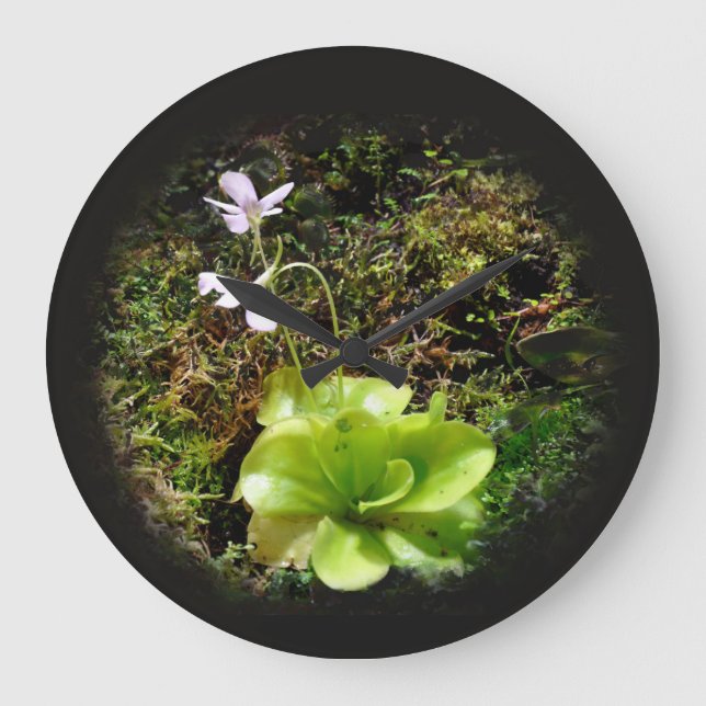 Pinguicula reticulata large clock (Front)
