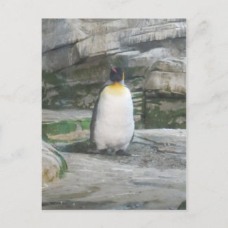 Pinguin Postcard