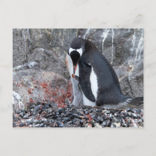 Pinguin with a chick postcard