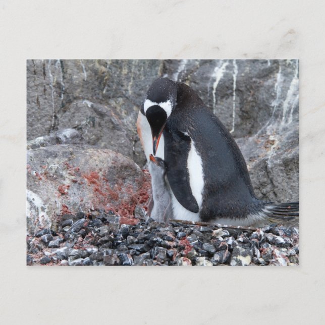 Pinguin with a chick postcard (Front)