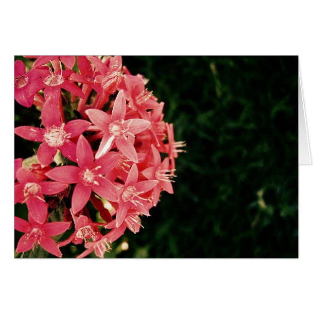 Pink (Front Horizontal)