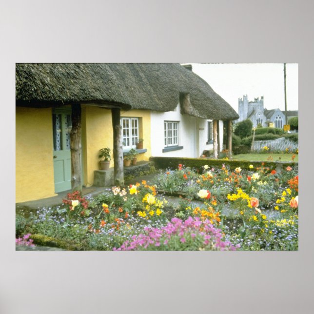 Pink Adare, Limerick flowers Poster (Front)
