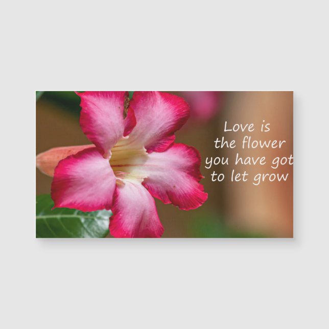 Pink Adenium Obesum flower a.k.a. Desert Rose (Front)