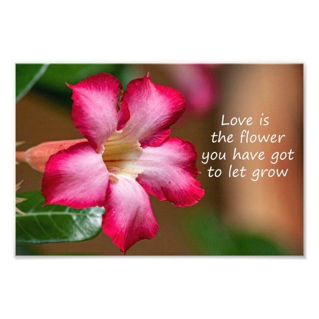 Pink Adenium Obesum flower a.k.a. Desert Rose Photo Print (Front)