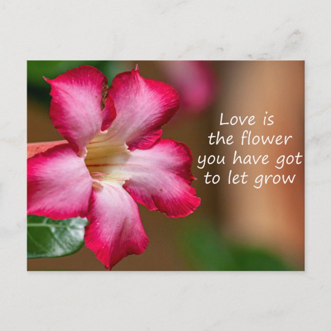 Pink Adenium Obesum flower a.k.a. Desert Rose Postcard (Front)