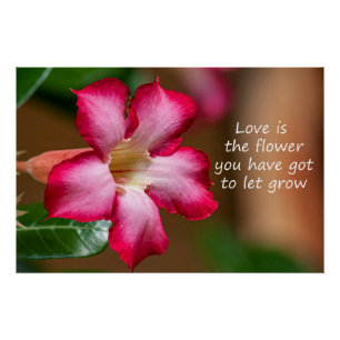 Pink Adenium Obesum flower a.k.a. Desert Rose Poster