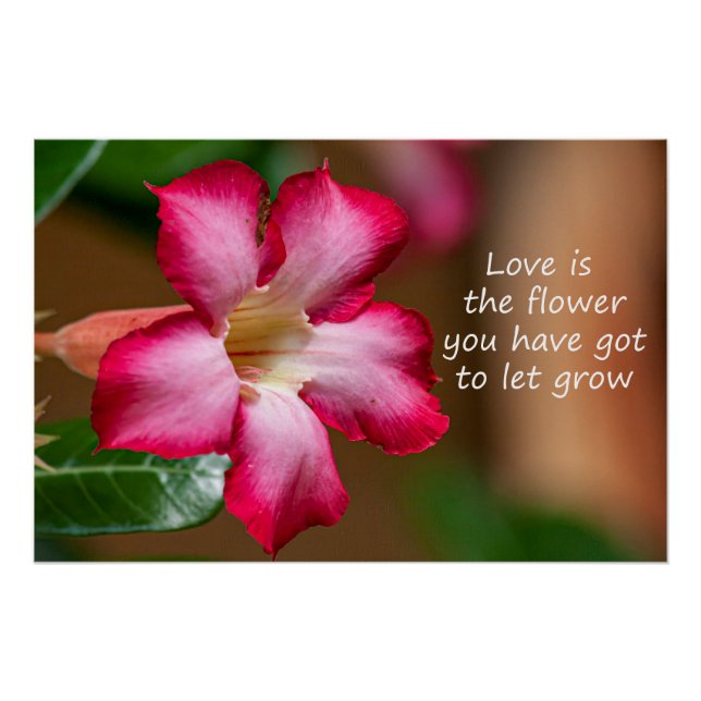 Pink Adenium Obesum flower a.k.a. Desert Rose Poster (Front)