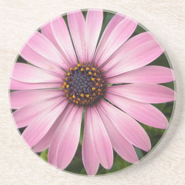 Pink African Daisy Coaster (Front)