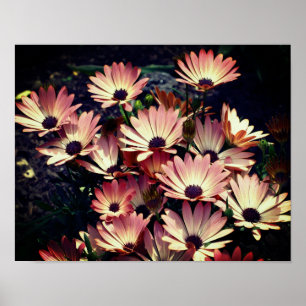 Pink African Daisy Flowers Poster