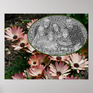 Pink African Daisy Frame Create Your Own Photo Poster