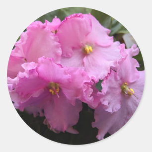 Pink African Violet Stickers Envelope Seals