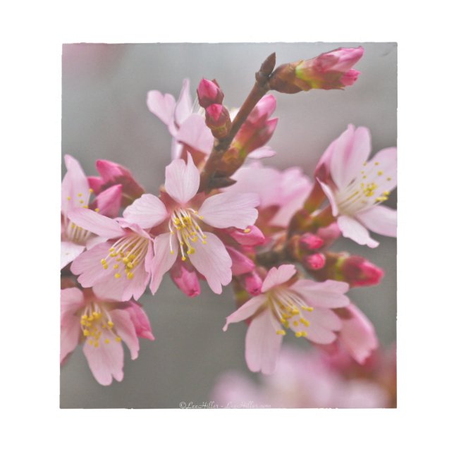 Pink Against A Gray Sky Japanese Cherry Blossoms Notepad (Front)