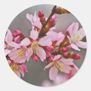 Pink Against A Grey Sky Japanese Cherry Blossoms Classic Round Sticker